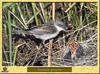 Fauvette grisette - Sylvia communis - Greater Whitethroat