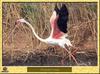 Flamant rose - Phoenicopterus ruber - Greater Flamingo