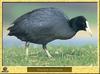 Foulque macroule - Fulica atra - Common Coot or Eurasian Coot