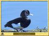 Fuligule morillon - Aythya fuligula - Tufted Duck