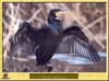 Grand Cormoran - Phalacrocorax carbo - Great Cormorant