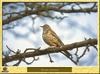 Grive draine - Turdus viscivorus - Mistle Thrush