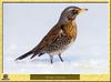 Grive litorne - Turdus pilaris - Fieldfare