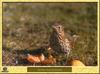 Grive musicienne - Turdus philomelos - Song Thrush