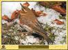 Grive - Turdus sp. - Thrush