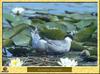 Guifette moustac - Chlidonias hybridus - Whiskered Tern