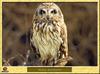 Hibou brachyote - Asio flammeus - Short-eared Owl