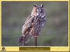 Hibou moyen-duc - Asio otus - Long-eared Owl