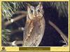Petit-Duc scops - Otus scops - Common or Eurasian Scops-Owl