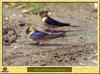 Hirondelle rousseline - Hirundo daurica / Cecropis daurica - Red-rumped Swallow