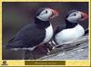 Macareux moine - Fratercula arctica - Atlantic Puffin