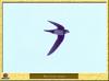 Martinet alpin - Apus melba - Alpine Swift (Tachymarptis melba)