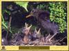 Merle noir - Turdus merula - Eurasian or Common Blackbird