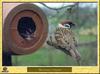 Moineau friquet - Passer montanus - Eurasian Tree Sparrow