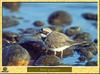 Petit Gravelot - Charadrius dubius - Little Ringed Plover