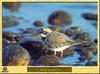 Petit Gravelot - Charadrius dubius - Little Ringed Plover