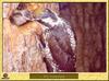 Pic tridactyle - Picoides tridactylus - Three-toed Woodpecker