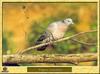 Pigeon colombin - Columba oenas - Stock Pigeon or Stock Dove