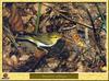 Pouillot siffleur - Phylloscopus sibilatrix - Wood Warbler
