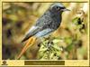 Rouge-queue noir - Phoenicurus ochruros - Black Redstart