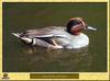 Sarcelle d'hiver - Anas crecca - Common Teal