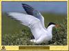 Sterne pierregarin - Sterna hirundo - Common Tern