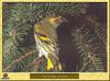 Tarin des aulnes - Carduelis spinus - Eurasian Siskin