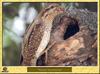 Torcol fourmilier - Jynx torquilla - Eurasian Wryneck