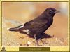 Traquet rieur - Oenanthe leucura - Black Wheatear