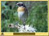 Traquet tarier - Saxicola ruberta - Whinchat