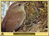 Troglodyte mignon - Troglodytes troglodytes - Winter Wren