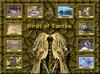 Birds of Europe - Index 004