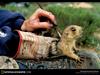 [National Geographic Wallpaper] Utah Prairiedog (유타개쥐)