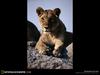 [National Geographic Wallpaper] Lioness (암사자)