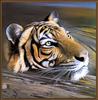 Paintings of Big Cats 2001 Calendar
