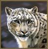 Paintings of Big Cats 2001 Calendar