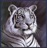 Paintings of Big Cats 2001 Calendar