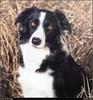 [RattlerScans - Gone to the Dogs] Border Collie