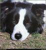 [RattlerScans - Gone to the Dogs] Border Collie