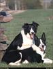 [RattlerScans - Gone to the Dogs] Border Collie