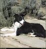 [RattlerScans - Gone to the Dogs] Border Collie