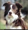 [RattlerScans - Gone to the Dogs] Border Collie