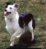 [RattlerScans - Gone to the Dogs] Border Collie