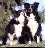 [RattlerScans - Gone to the Dogs] Border Collie