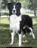 [RattlerScans - Gone to the Dogs] Border Collie