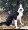 [RattlerScans - Gone to the Dogs] Border Collie