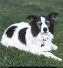 [RattlerScans - Gone to the Dogs] Border Collie