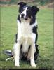 [RattlerScans - Gone to the Dogs] Border Collie