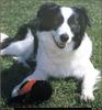 [RattlerScans - Gone to the Dogs] Border Collie