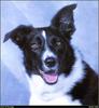 [RattlerScans - Gone to the Dogs] Border Collie